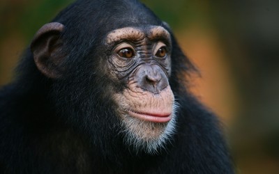 Breaking News: Study Finds Common Cold Virus Deadly to Chimpanzees