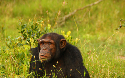Devastating Floods at Sweetwaters Chimpanzee Sanctuary