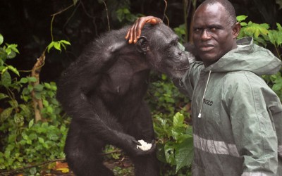 Chimps exploited for research, left for dead