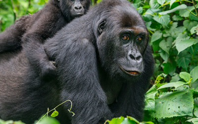 Democratic Republic Of Congo: A Brutal History of Conflict