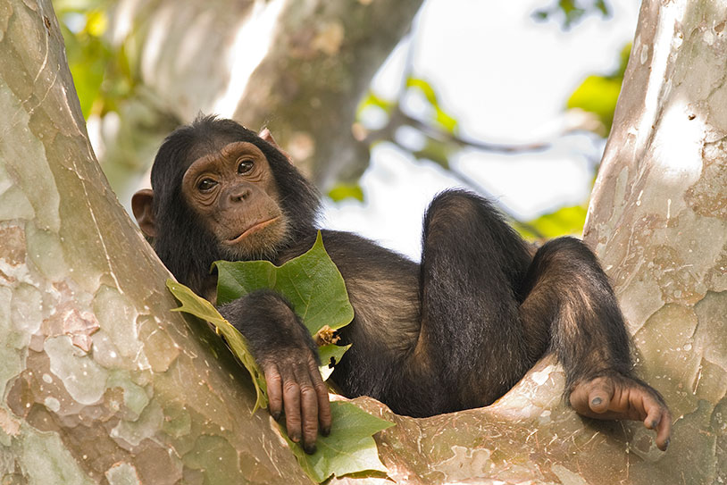 Monkeys vs Apes: How are they different?