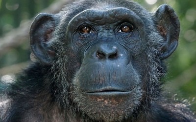 Conservation or exploitation? You decide.