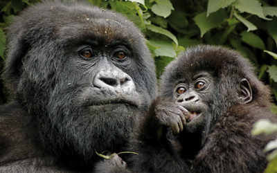 The Success of Mountain Gorilla Conservation and the Status of all Gorilla Subspecies