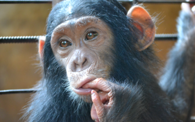 Protecting Primates in the Democratic Republic of Congo