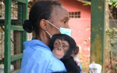 The Growing Crisis of Great Ape Smuggling
