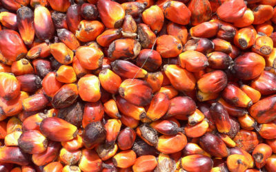 The Devastation of Palm Oil is Now Spreading to African Countries