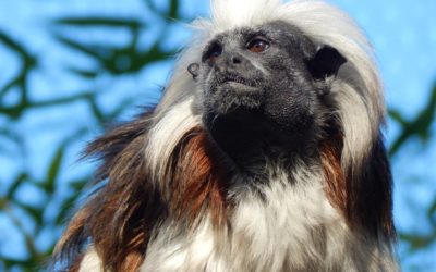 Empowering Women Through Conservation