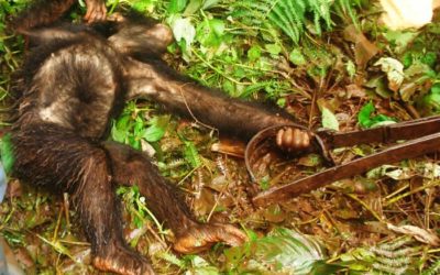 Bushmeat Crisis