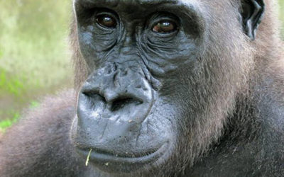 How Can You Reduce Climate Change by Helping Protect Great Apes?