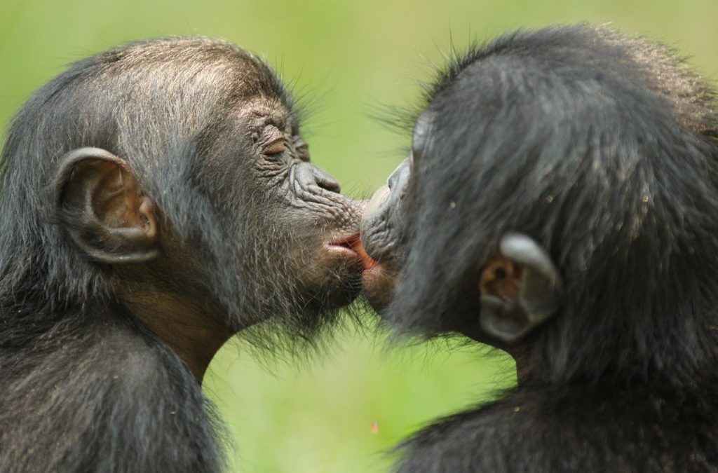 Celebrate the Unknown Great Ape on World Bonobo Day!