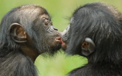 Celebrate the Unknown Great Ape on World Bonobo Day!