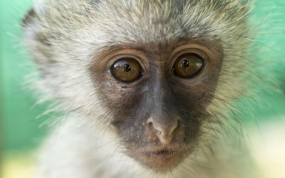 Five Rescued Monkeys Make the World a Better Place