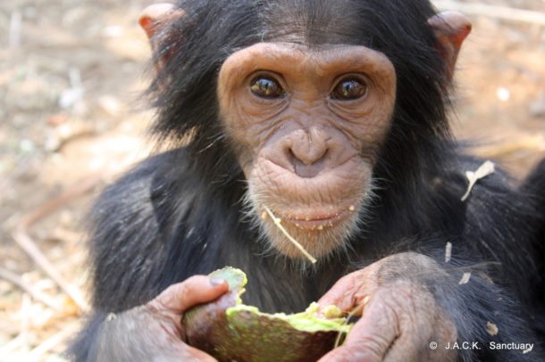 chimpanzee baby tennessee for sale