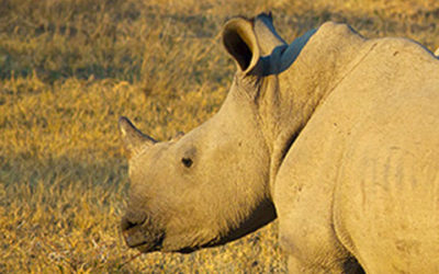 Brutal Attack on Rhino Sanctuary