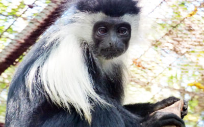 Returning to the Wild: Possible but Costly