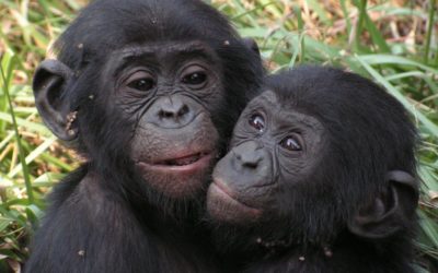 New Study Shows the Impact of PASA Members on Primate Protection