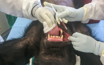 A Wild Idea, Literally: Research on Vaccinating Endangered Wild Apes against Deadly Ebola