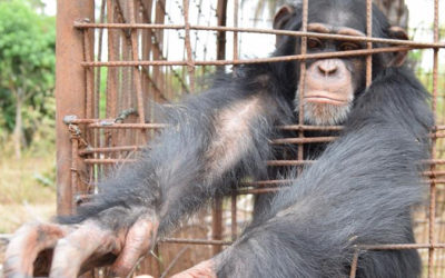 Four Rescued Chimpanzees in Desperate Need of Help!