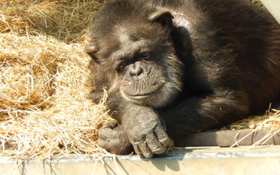 Japan’s Only Ape Sanctuary Arose from a Pharmaceutical Research Facility