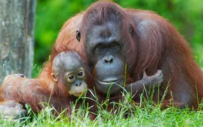 Are Conventional Conservation Approaches Holding us Back?  The Ethics of Give and Take