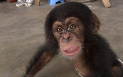 Nemley Junior: A Tiny Chimpanzee with a Not-So-Tiny Impact on Illegal Wildlife Trade