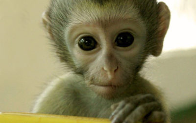 23 Vervet Monkeys Need Your Help to Return to the Wild!