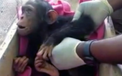 Tragedy Strikes an Orphaned Chimpanzee