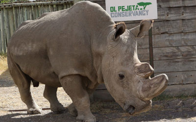 Veterinarian for PASA Sanctuary also Helping to Save a Species