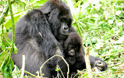 Gorilla Experts Highlight Santa Barbara Workshop
