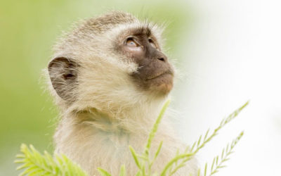 Why Monkeys Don’t Belong in Your Living Room