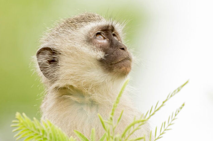 Why Monkeys Don’t Belong in Your Living Room