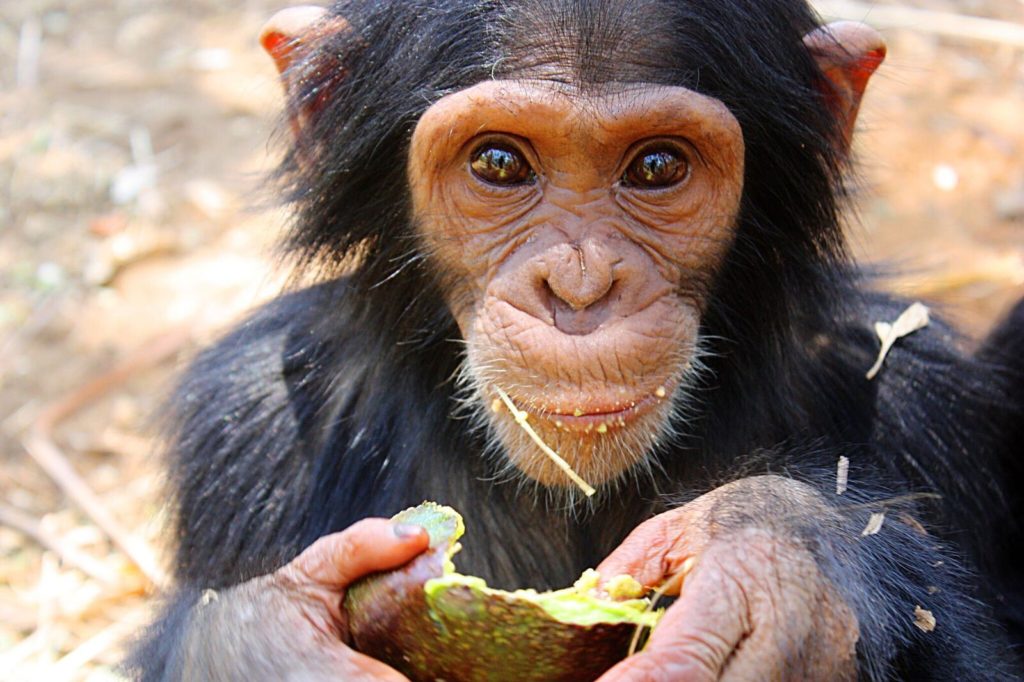 chimps and bonobos