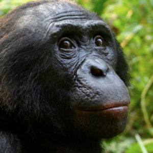 chimpanzee and bonobo