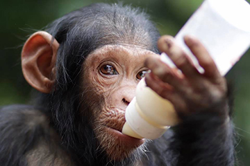 Life at Lwiro Primate Rehabilitation Center