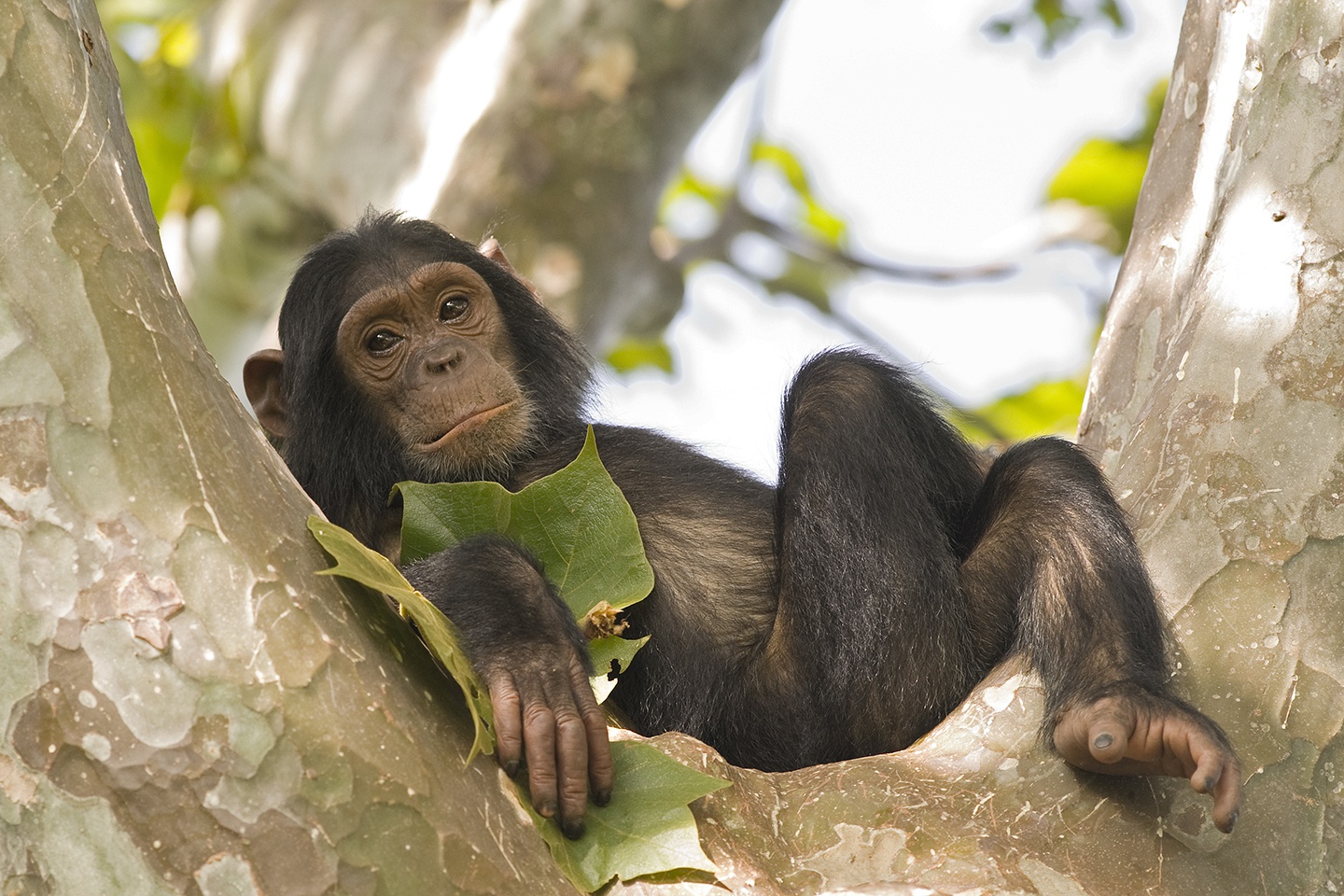Monkeys vs Apes: How are they different? - PASA
