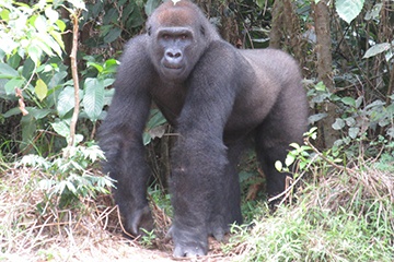 Freedom Goes Free: Returning a Gorilla to the Wild in Cameroon