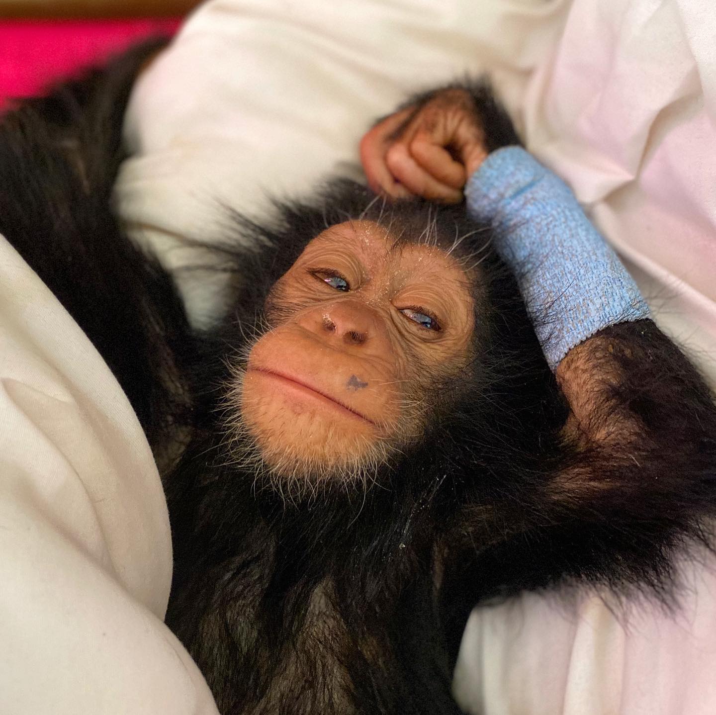 A baby chimpanzee