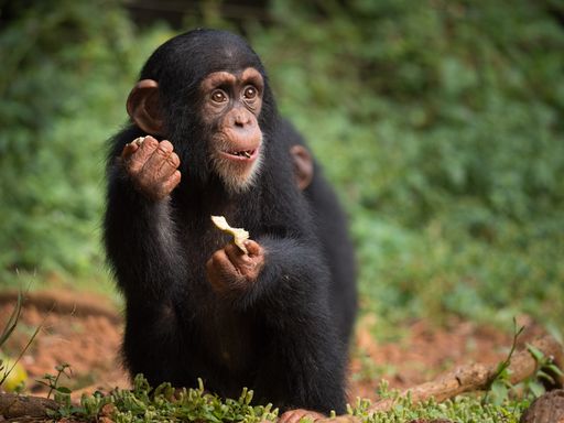 Building a Chimpanzee Nursery