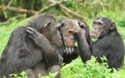 Celebrating the Amazing – and Endangered – Chimpanzee