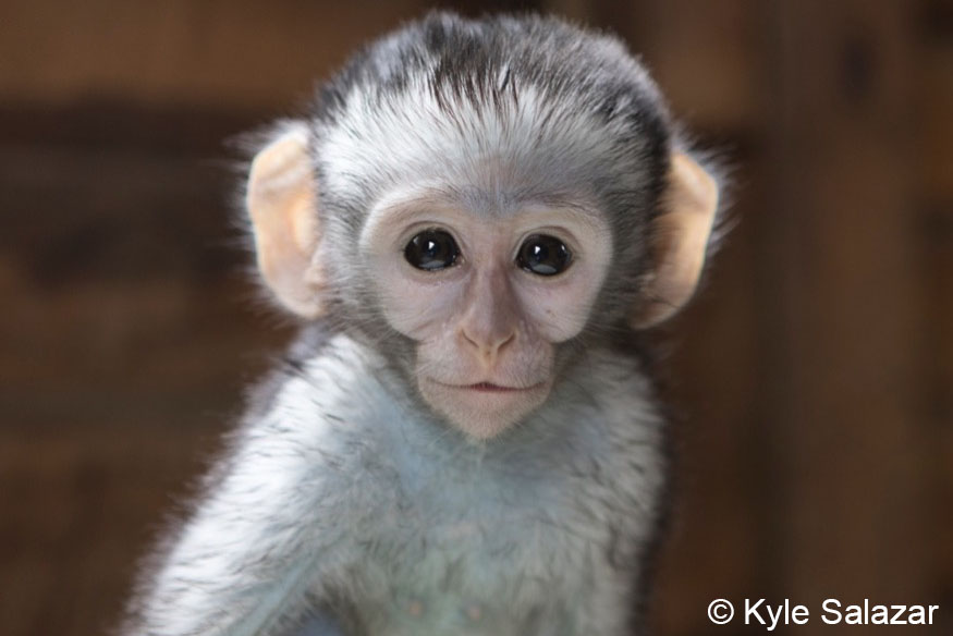 https://pasa.org/wp-content/uploads/2021/06/Vervet-Monkey-Foundation-credit-Kyle-.jpg
