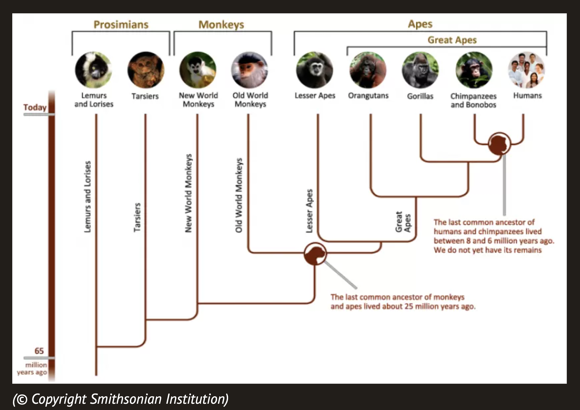 Эволюция древа 178. Филогенетическое Древо обезьян. Филогенетическое дерево приматов. Филогенетическое Древо гоминид. Древо обезьян эволюционное.