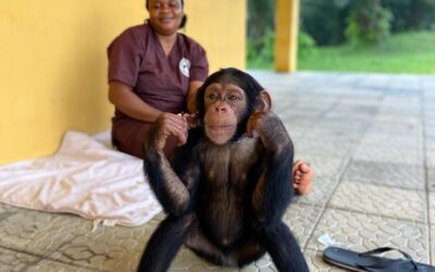 Four Chimps Find Sanctuary