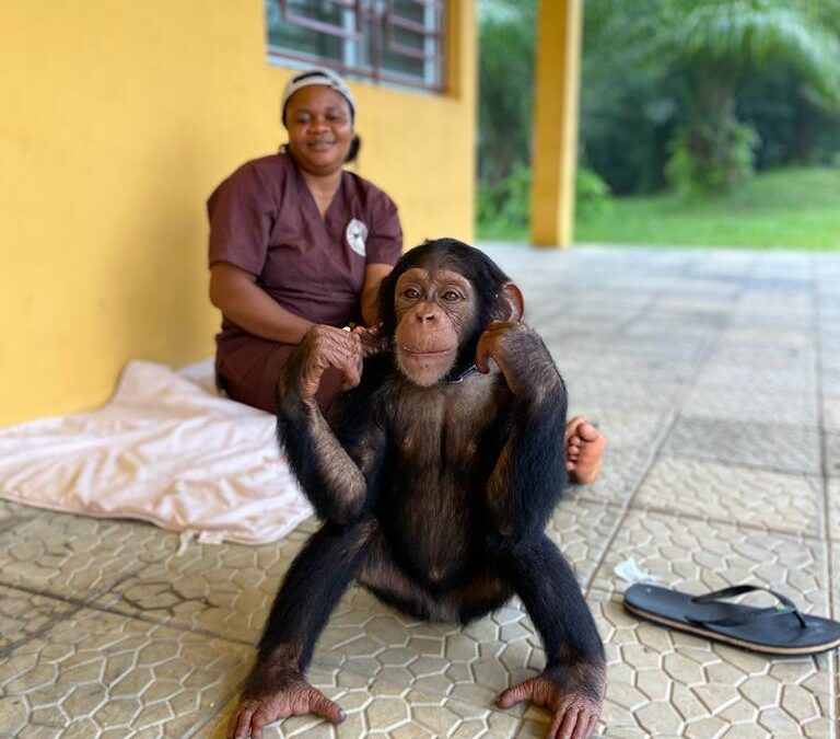 Four Chimps Find Sanctuary
