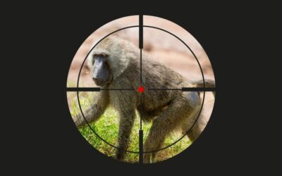 Trophy Hunting Poses Threat to African Primates