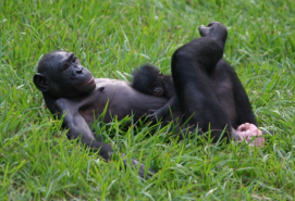 Rewilding Bonobos: 14 Bonobos Return to the Wild