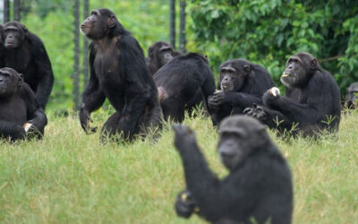 Viruses in Sanctuary Chimpanzees Across Africa