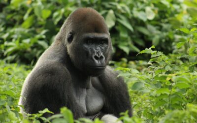 5 Ways to Help Save Gorillas 
