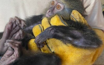 Largest Seizure of Monkeys in Africa Welcomed to J.A.C.K. Sanctuary in the Democratic Republic of Congo