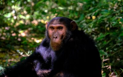 PASA and the QATO Foundation Partner to Protect Chimpanzees in DRC
